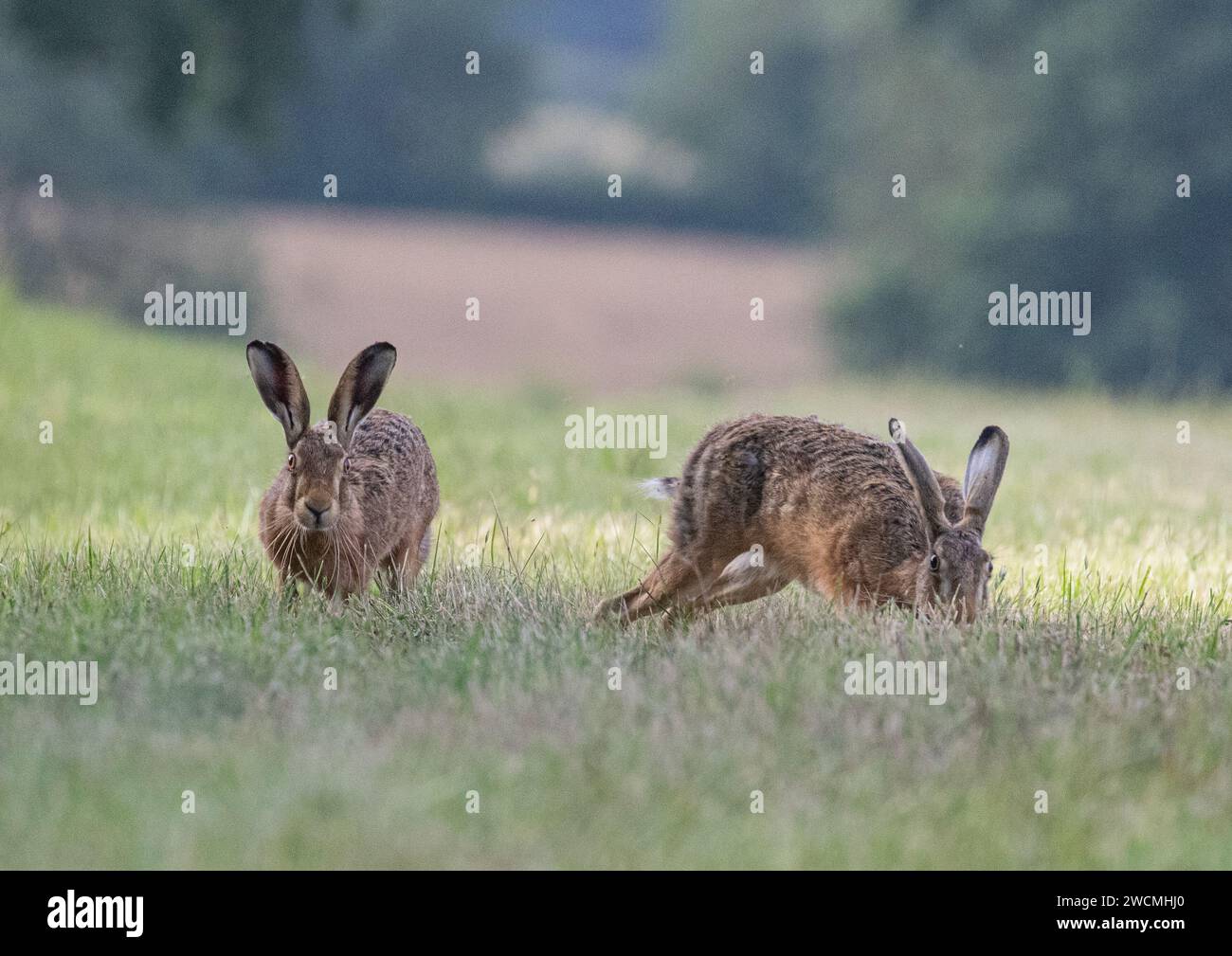 Due lepri brune selvatiche (Lepus europaeus) nella stagione riproduttiva. Il maschio che segue la femmina attraverso un prato erboso. Suffolk, Regno Unito Foto Stock