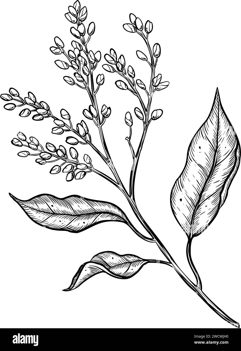 Illustrazione del vettore dell'impianto di fioritura di avocado. Disegno disegnato a mano su sfondo isolato. Incisione botanica delle fasi di crescita della frutta. Incisione del ramo con foglie e gemme. Schizzo della natura tropicale. Illustrazione Vettoriale