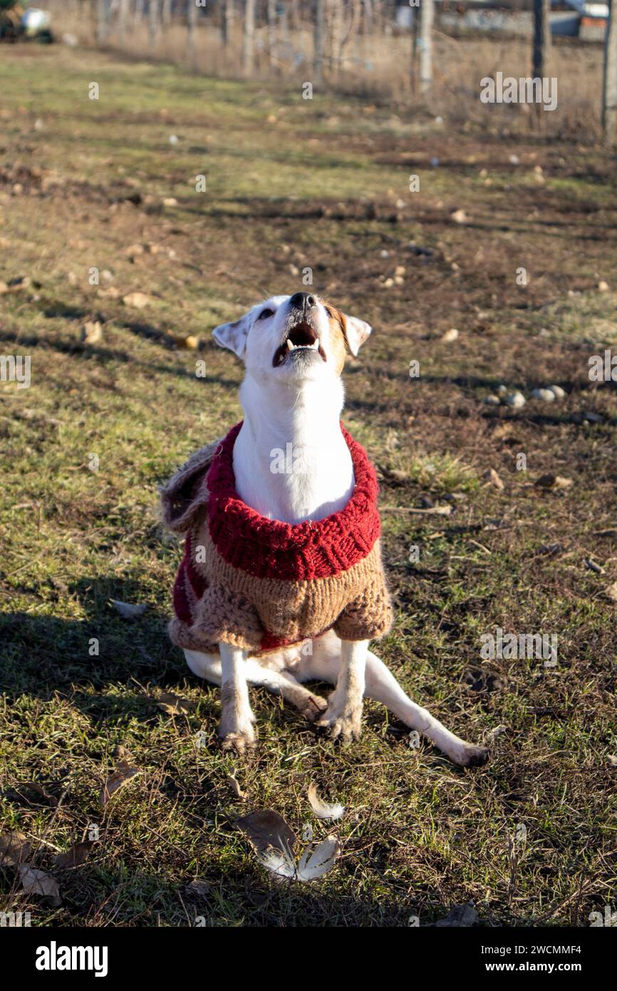 Jack Russell ha alzato la testa Foto Stock