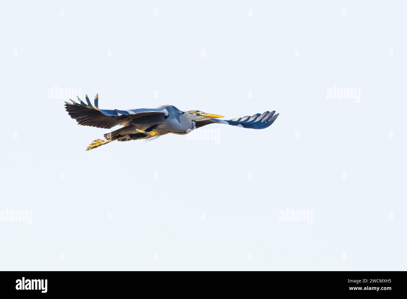Primo piano di un grande airone blu, l'Ardea cinerea, che vola da sinistra a destra con le ali tese e il contatto visivo su uno sfondo di S bianche chiare Foto Stock