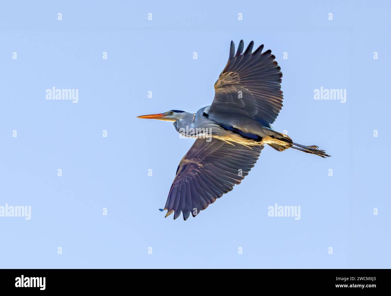 Primo piano di un grande airone blu, Ardea cinerea, che vola da destra a sinistra con le ali allungate e visto contro la parte inferiore su uno sfondo di cl Foto Stock