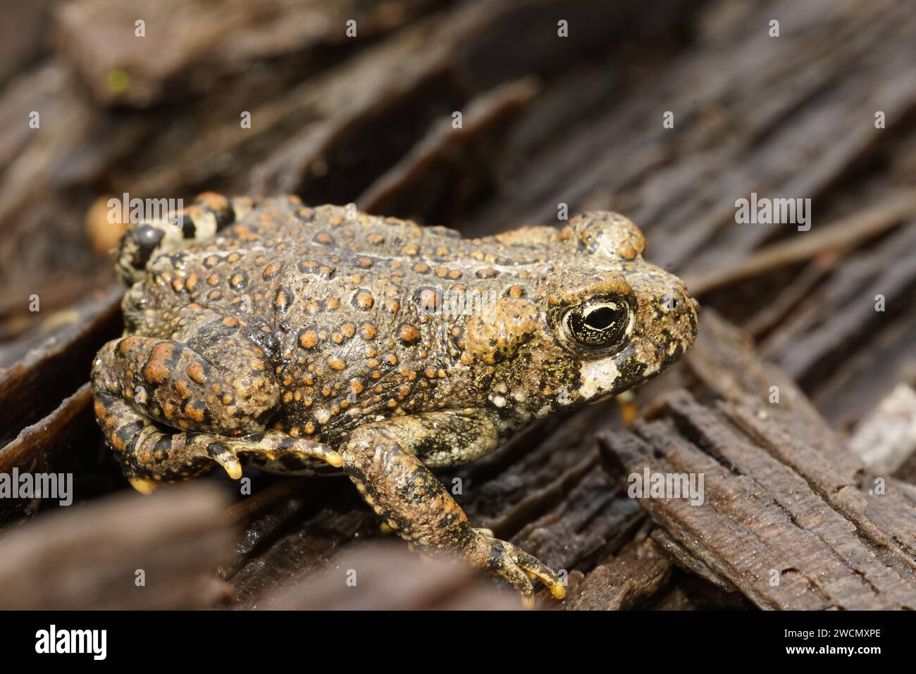 Primo piano naturale su un giovane rospo occidentale, Anaxyrus boreas, seduto sul pavimento della foresta Foto Stock