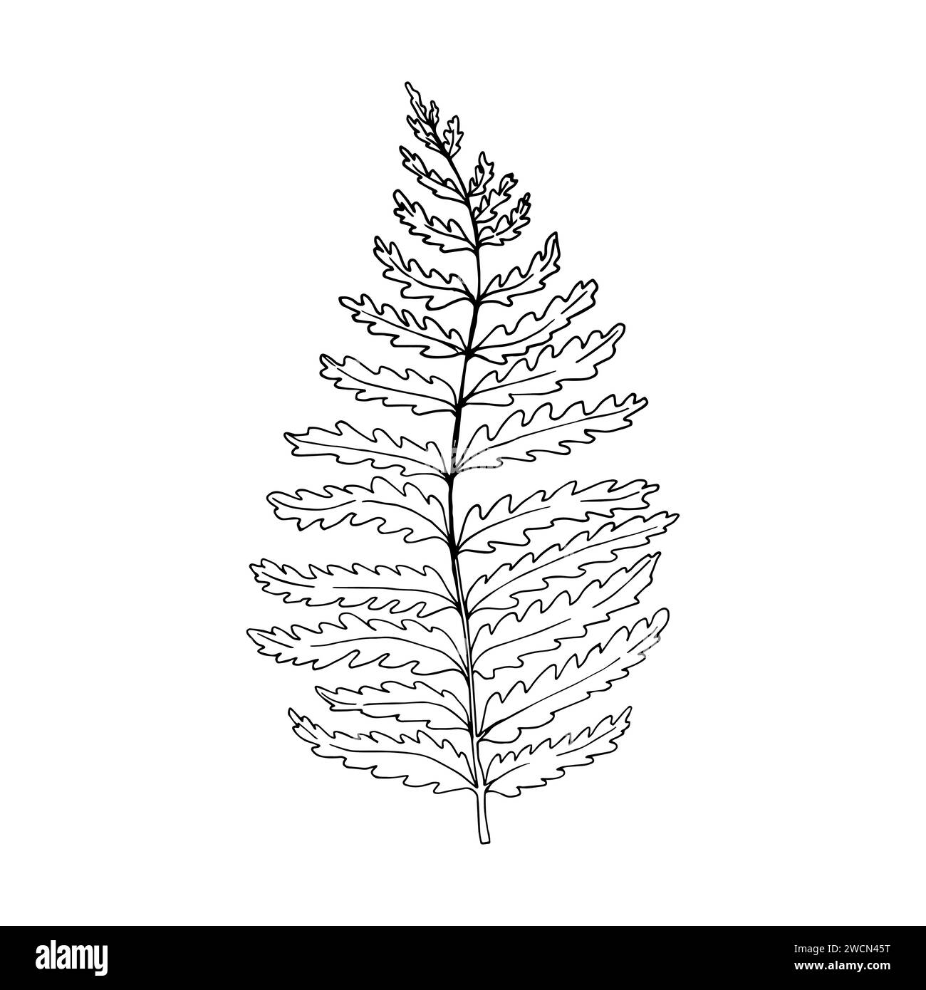 Illustrazione del vettore di felce disegnata a mano. Delinea le foglie di schizzo delle felci. Silhouette nera stampe isolate di foglie su sfondo bianco Illustrazione Vettoriale