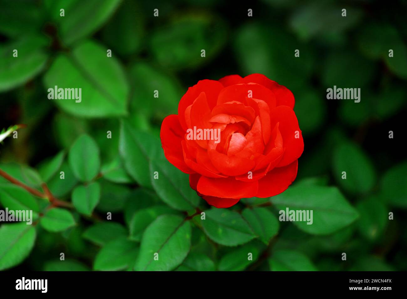 Un singolo fiore di rosa rosso brillante Foto Stock