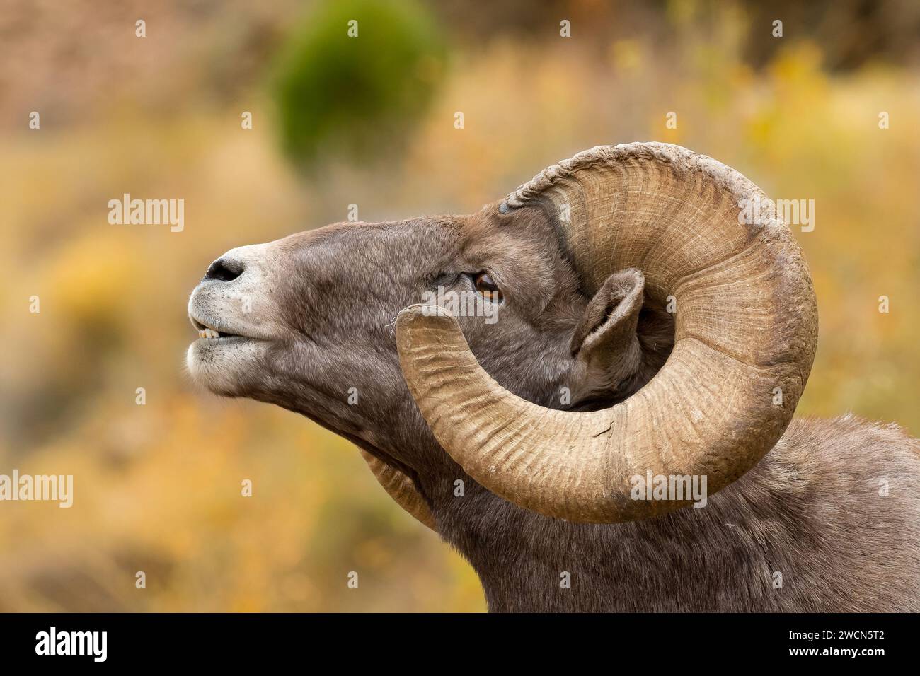 Rocky Mountain National Park, noleggio di racchette da neve Foto Stock