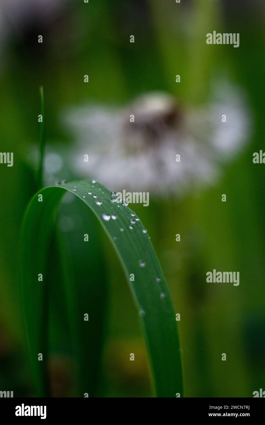 Gocce di acqua su foglie di erba Foto Stock