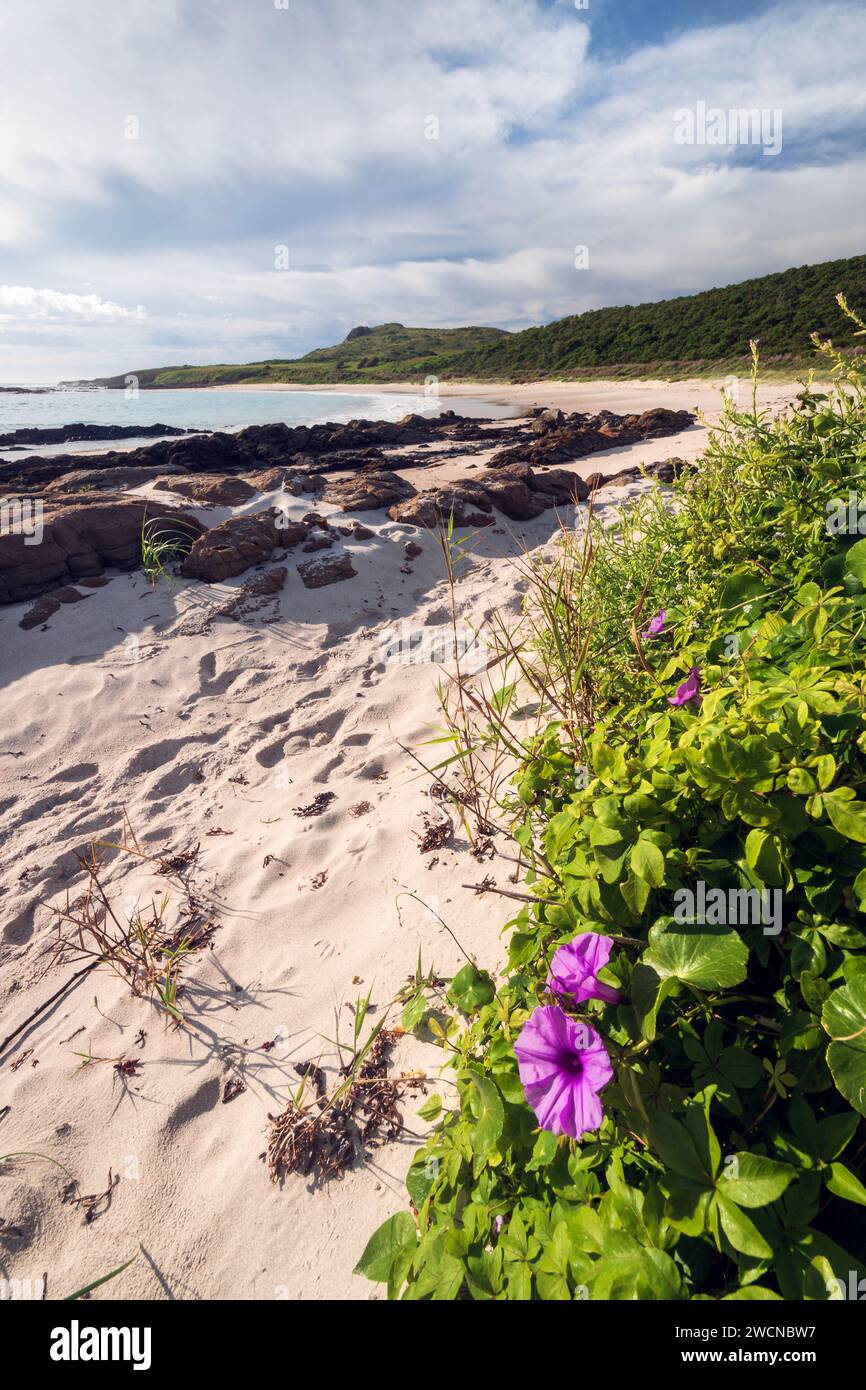 Fiori viola sulla spiaggia sabbiosa dell'isola di broughton vicino a Hawks Nest nel New South Wales Australia Foto Stock