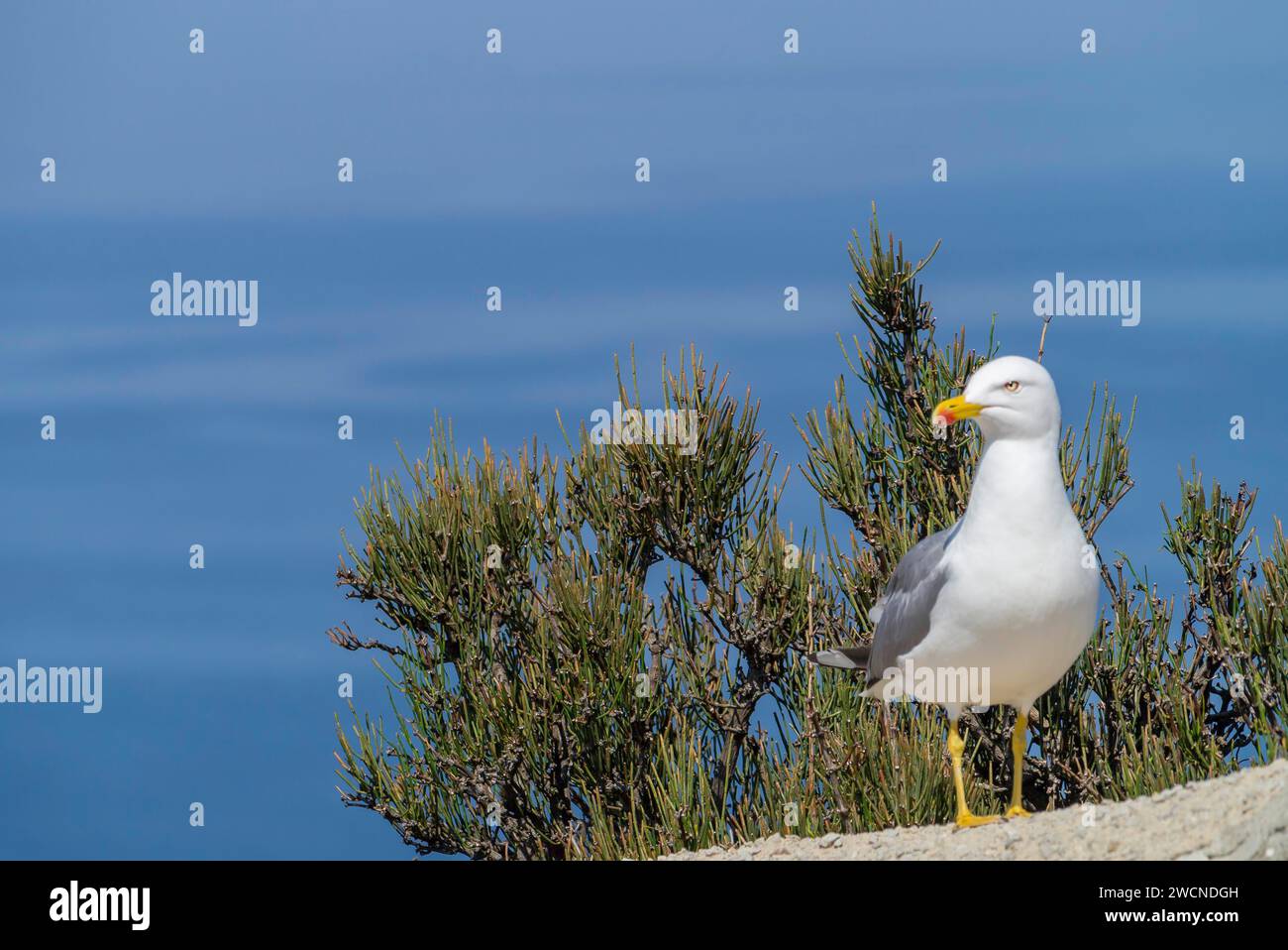 Giallo-zampe (gabbiano Larus michahellis), Maiorca, isole Baleari, Spagna Foto Stock