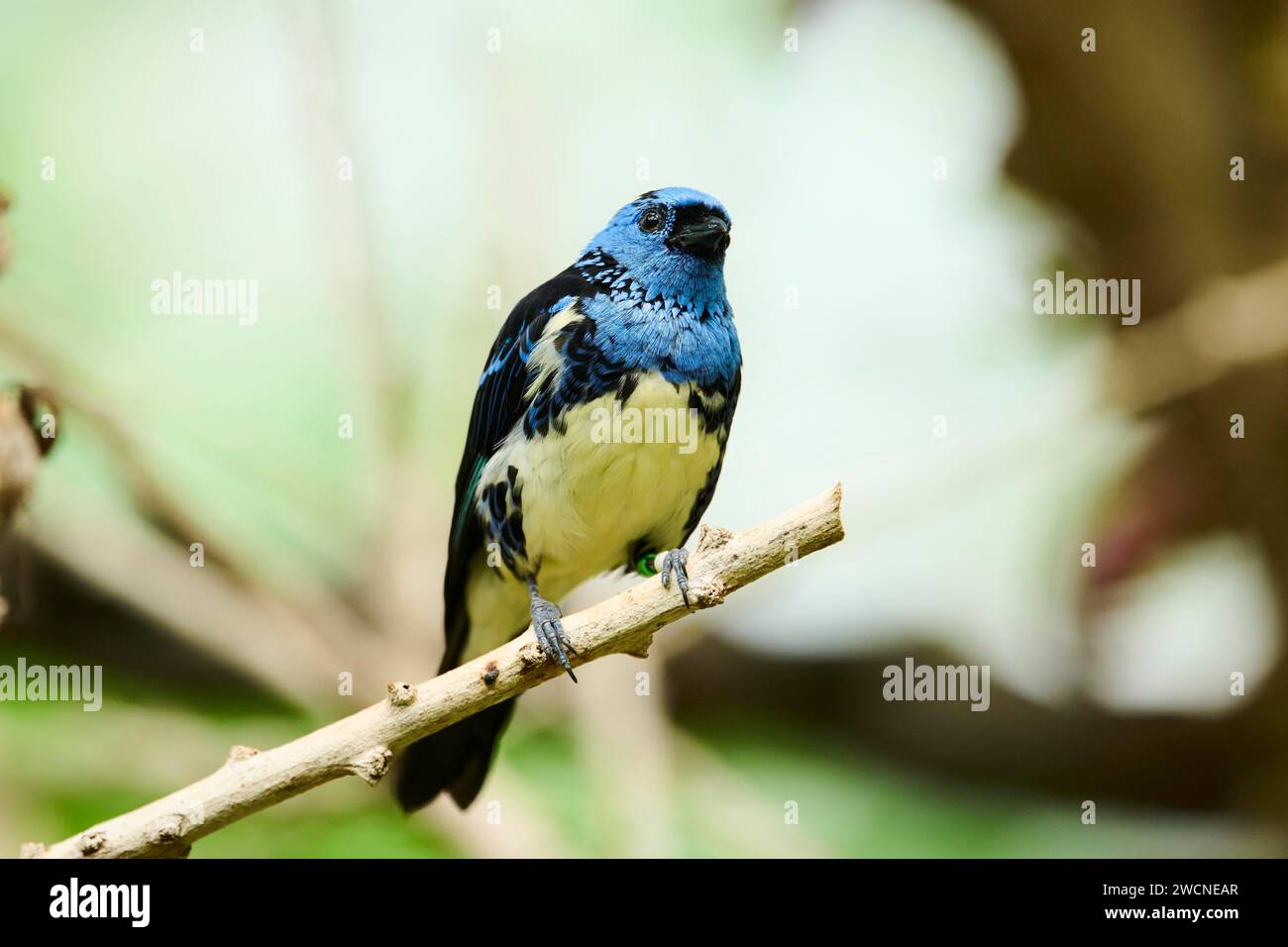 Tanager con armatura di Opal (Tangara velia) seduto su una filiale, Baviera, Germania Foto Stock