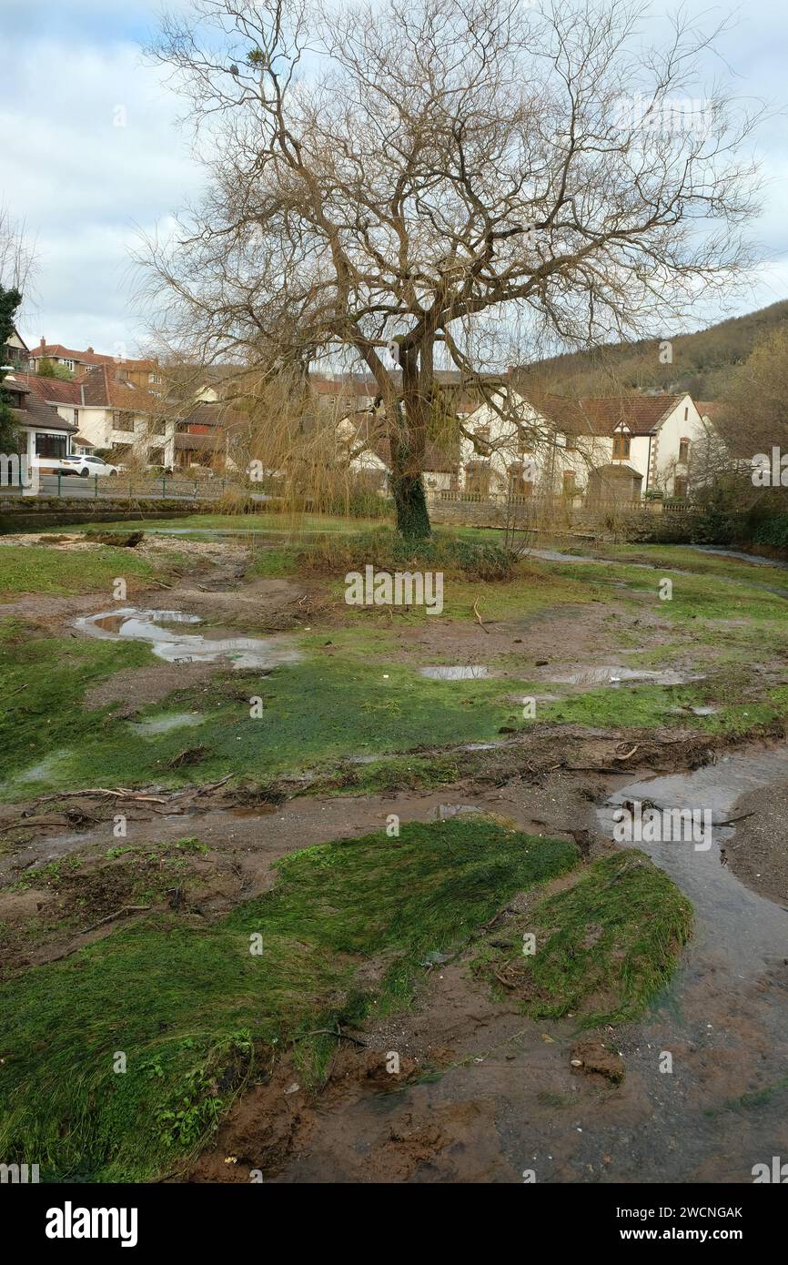 Gennaio 2024 - lo stagno delle Bays pieno di limo a basso livello dell'acqua Time Cheddar, Somerset, Inghilterra, Regno Unito. Foto Stock