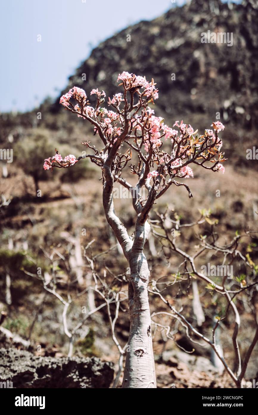 Rosa del deserto in fiore nella valle di Wadi Dirhur, Socotra, Yemen. Foto Stock