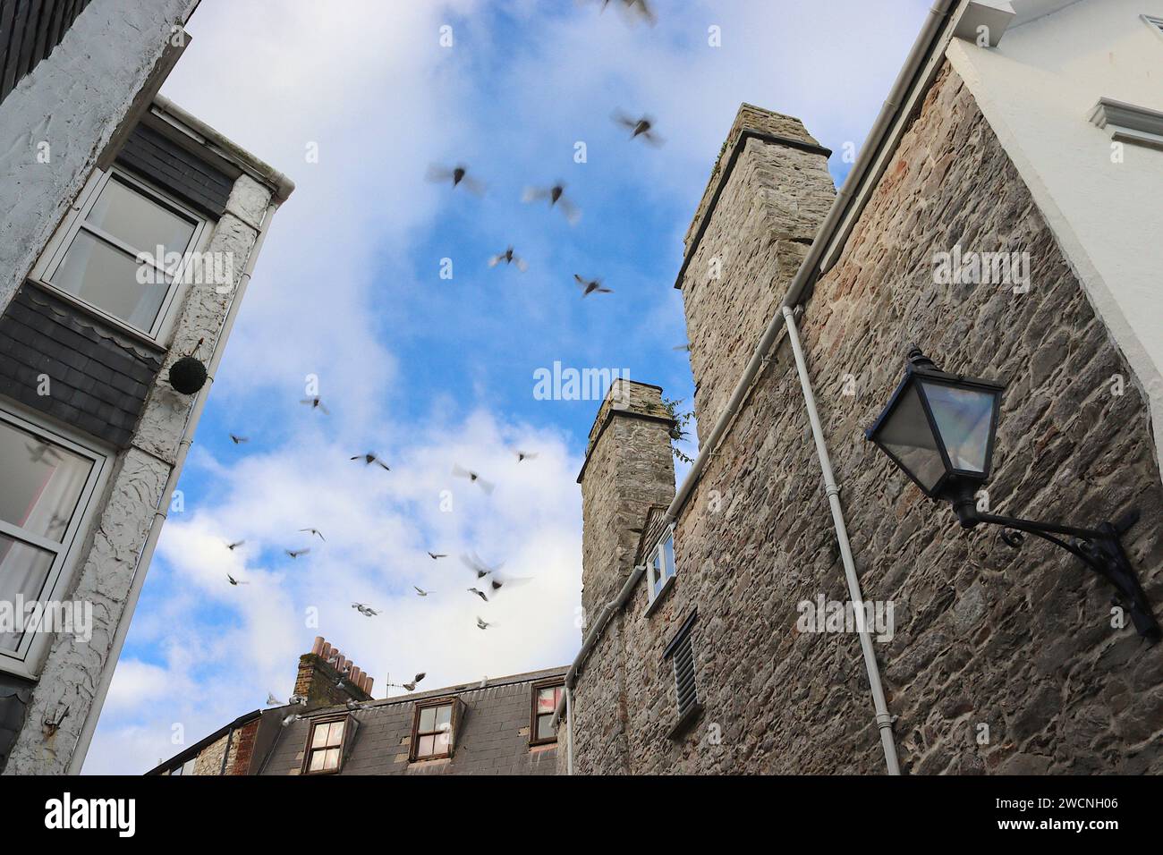 Piccioni e gabbiani prendono il volo a litigare per le migliori posizioni arroccate sulle piastrelle di crinale degli edifici storici di New Street, Plymouth. Foto Stock