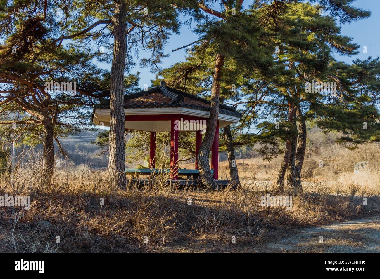 Tradizionale gazebo da picnic coreano con tetto piastrellato e colonne rosse incastonate sotto alti alberi sempreverdi e cieli blu in una giornata di sole a gennaio Foto Stock