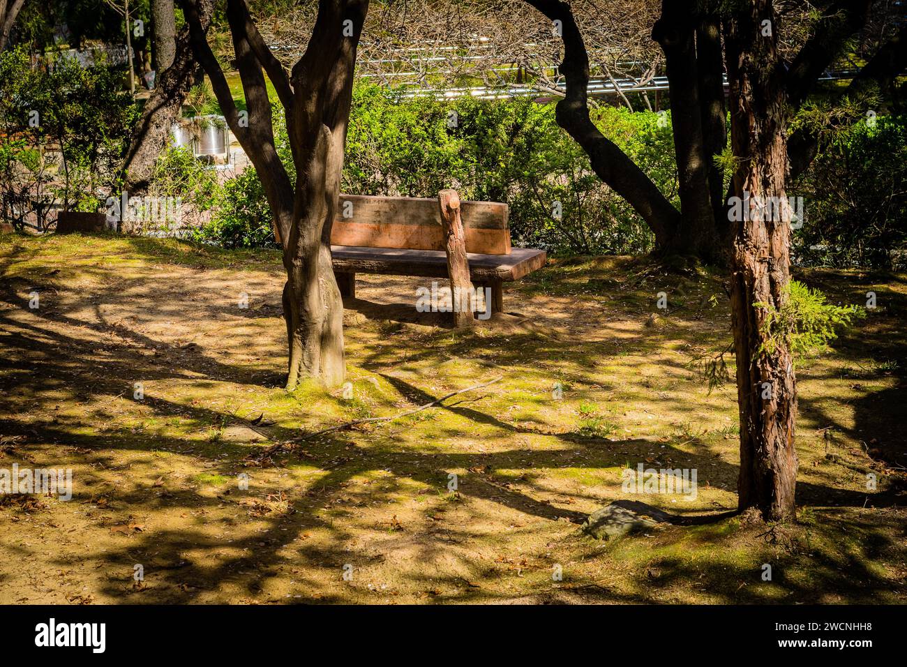 Retro della panchina del parco bagnata dalla luce del sole in un'area boscosa circondata da alberi in una giornata di sole Foto Stock