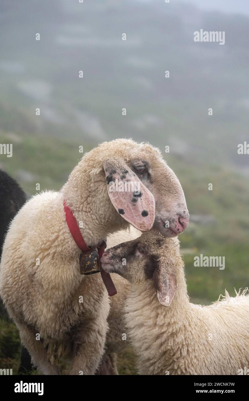 Madre con pecore domestiche giovani e bianche su un prato alpino, Berliner Hoehenweg, Zillertal Alps, Tirolo, Austria Foto Stock