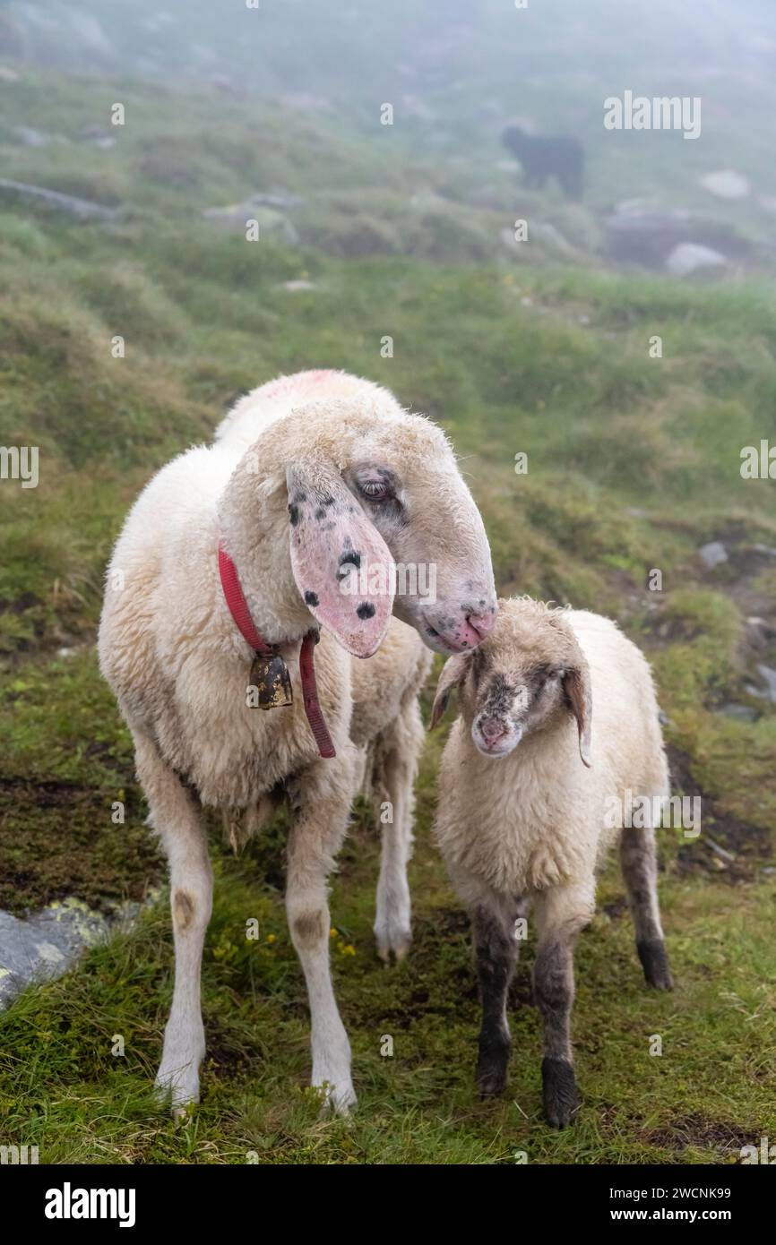 Madre con pecore domestiche giovani e bianche su un prato alpino, Berliner Hoehenweg, Zillertal Alps, Tirolo, Austria Foto Stock