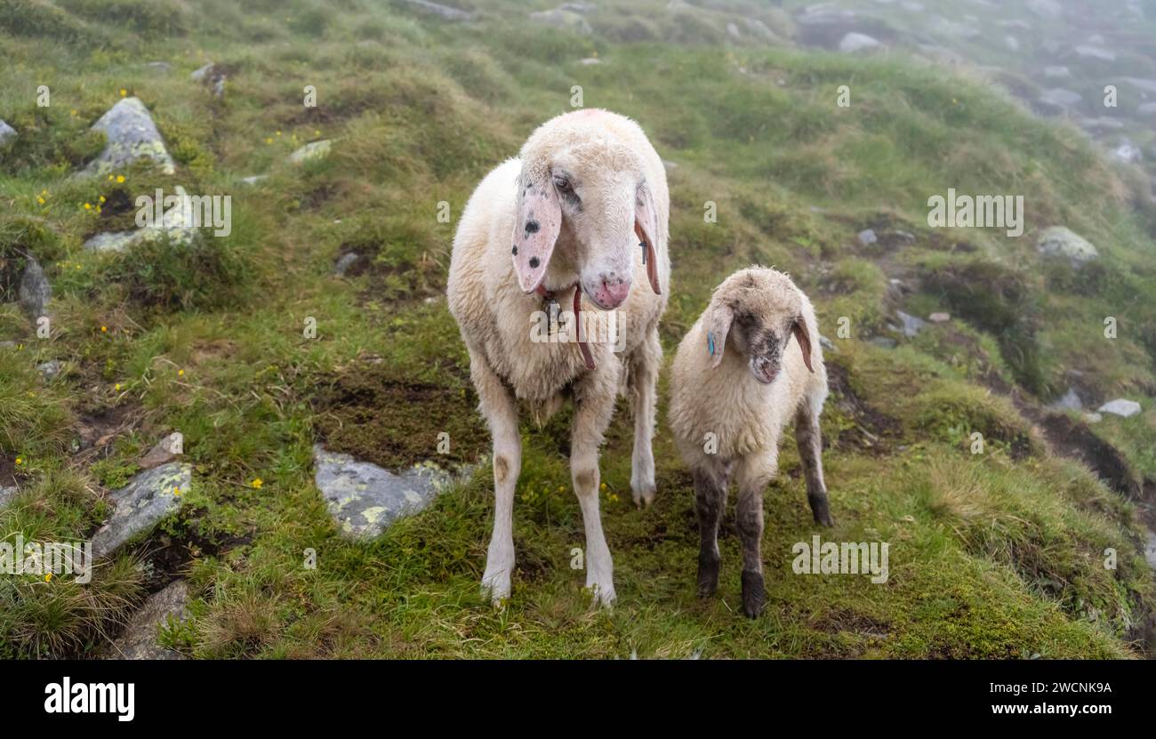 Madre con pecore domestiche giovani e bianche su un prato alpino, Berliner Hoehenweg, Zillertal Alps, Tirolo, Austria Foto Stock