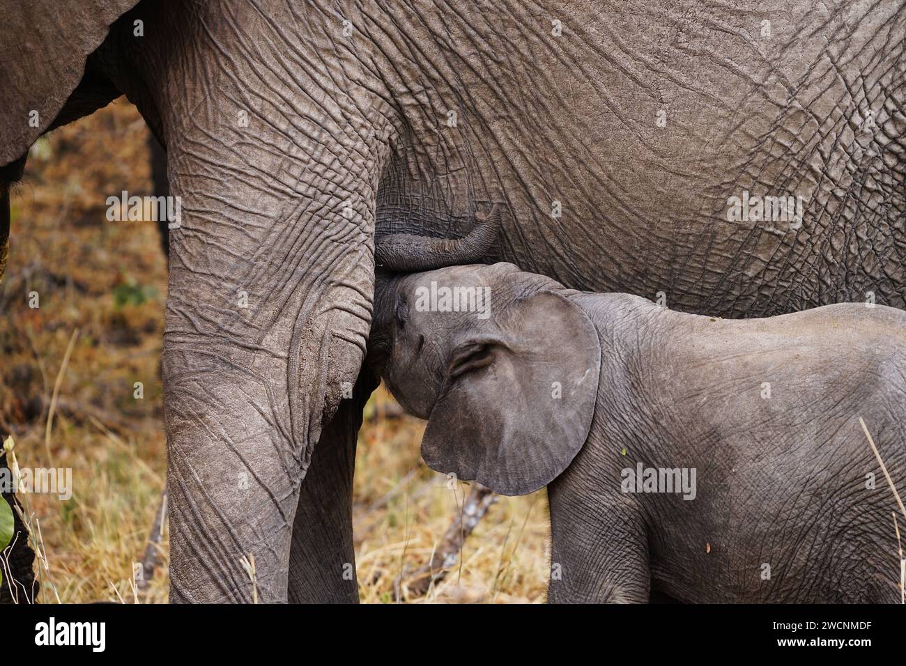 elefanti africani selvatici, il bambino è nutrito Foto Stock