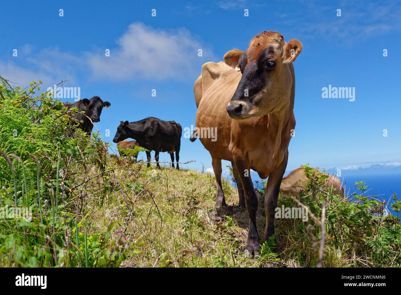 Curiosa mucca che guarda nella macchina fotografica su un prato verde sul bordo del cratere di Caldeira das Sete Cidades con il cielo blu sull'Oceano Atlantico, Lagoa Foto Stock