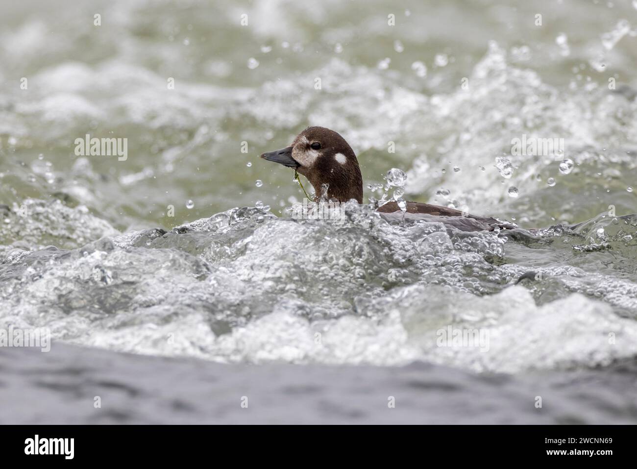 Anatra di Arlecchino (Histrionicus histrionicus), femmina, che nuota in un fiume infuriato, fiume Laxa, lago Myvatn, Islanda Foto Stock