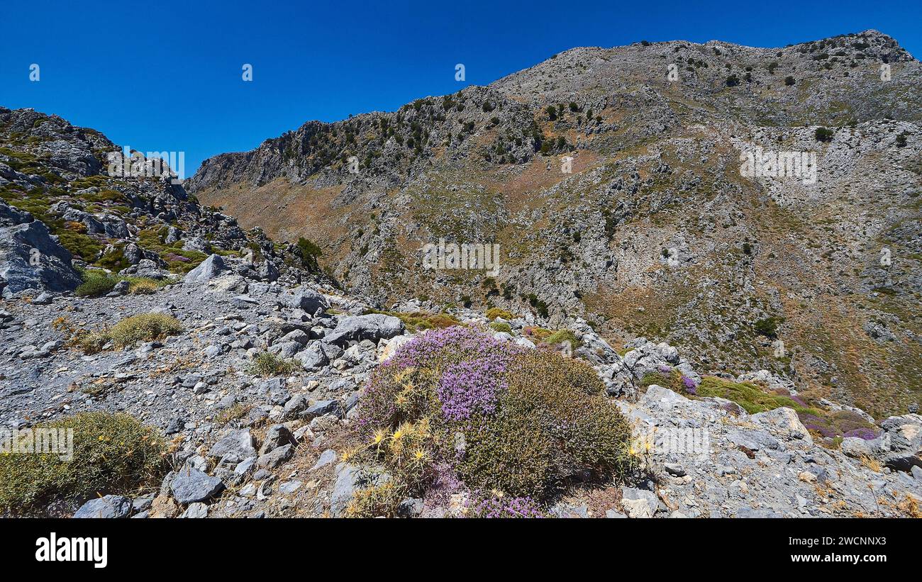 Kallikratis Gorge, Un passo roccioso di montagna con piante in fiore viola sotto un cielo blu, vicino ad Askifou, Sfakia, Creta Occidentale, Creta, Grecia Foto Stock