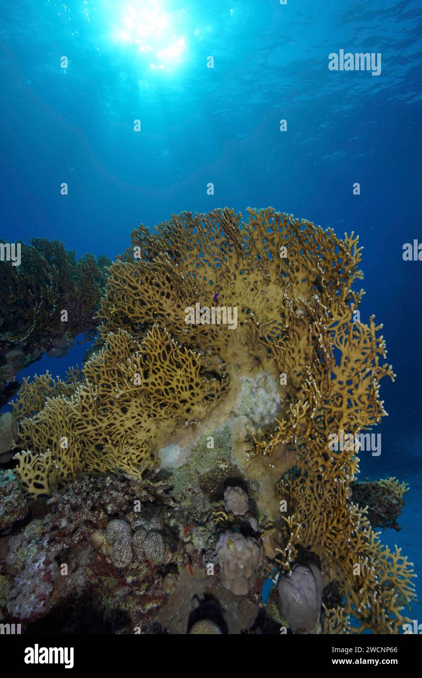 Corallo fuoco netto (Millepora dichotoma), corallo fuoco netto retroilluminato, sito di immersione Sataya Reef, Mar Rosso, Egitto Foto Stock