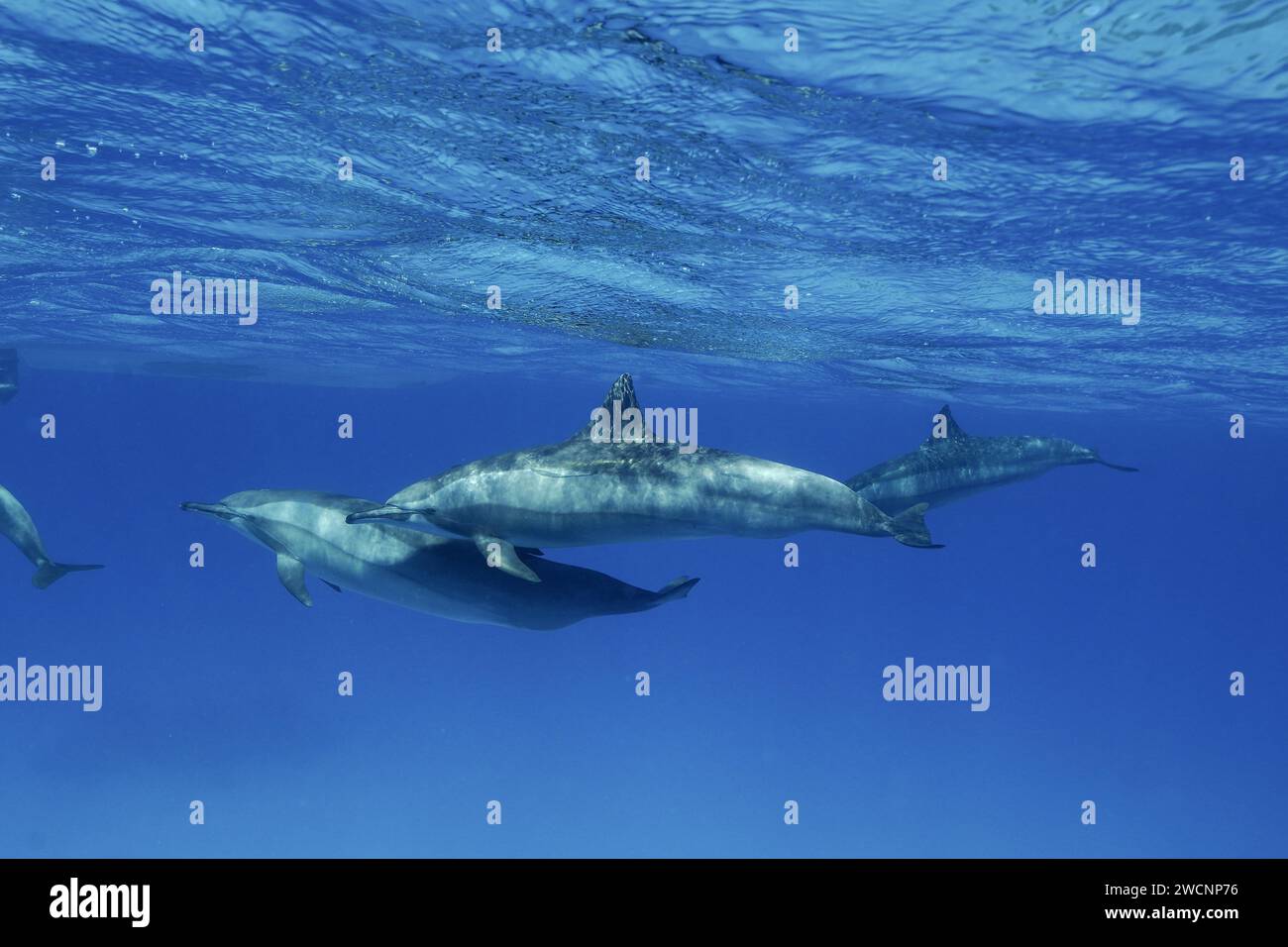 Scuola, gruppo di delfini spinner (Stenella longirostris), delfino spinner, delfino spinner, sito di immersione Sataya Reef, Dolphin House, Mar Rosso, Egitto Foto Stock