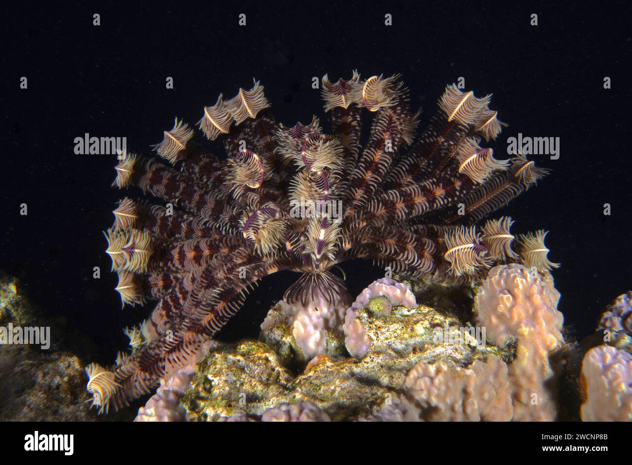 La stella di Klunzinger (Lamprometra klunzingeri) di notte. Il sito di immersione deve Sataya Reef, Mar Rosso, Egitto Foto Stock