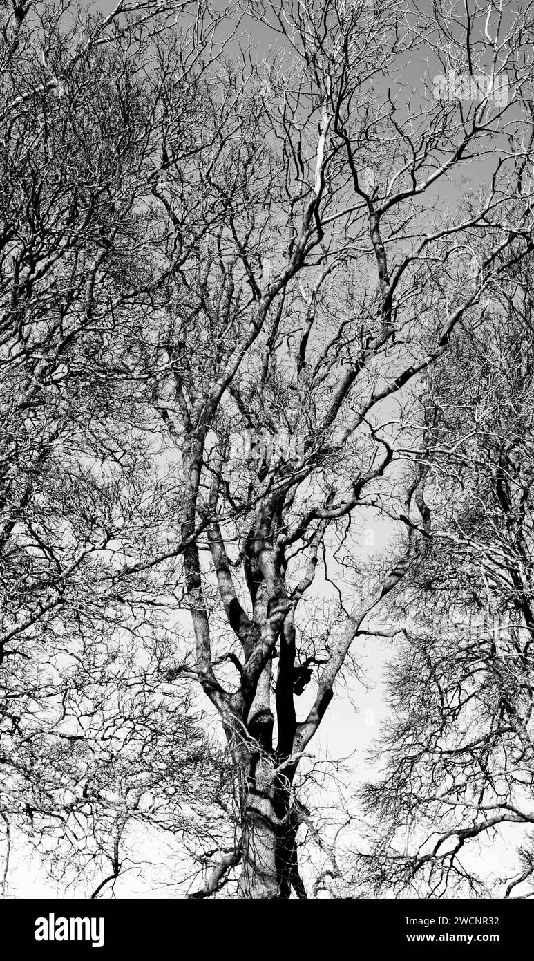 treescapes Foto Stock