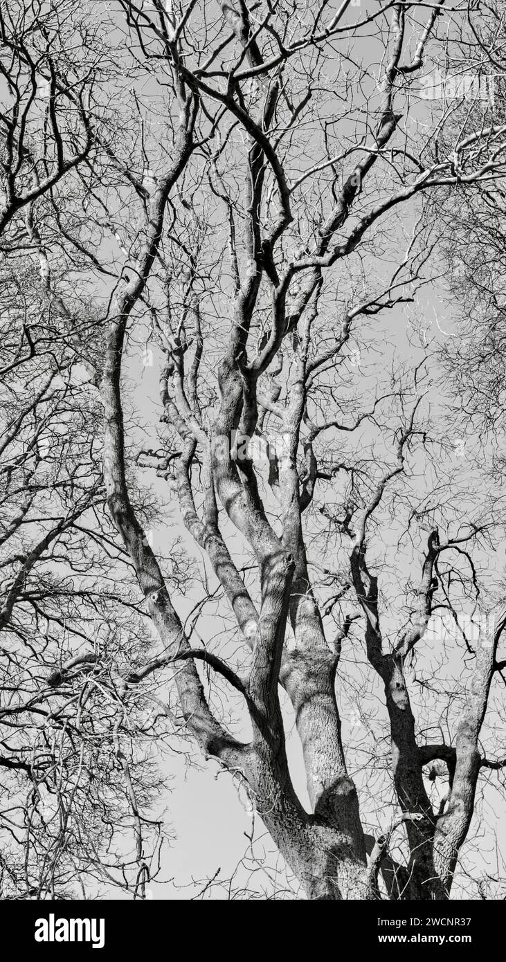 treescapes Foto Stock