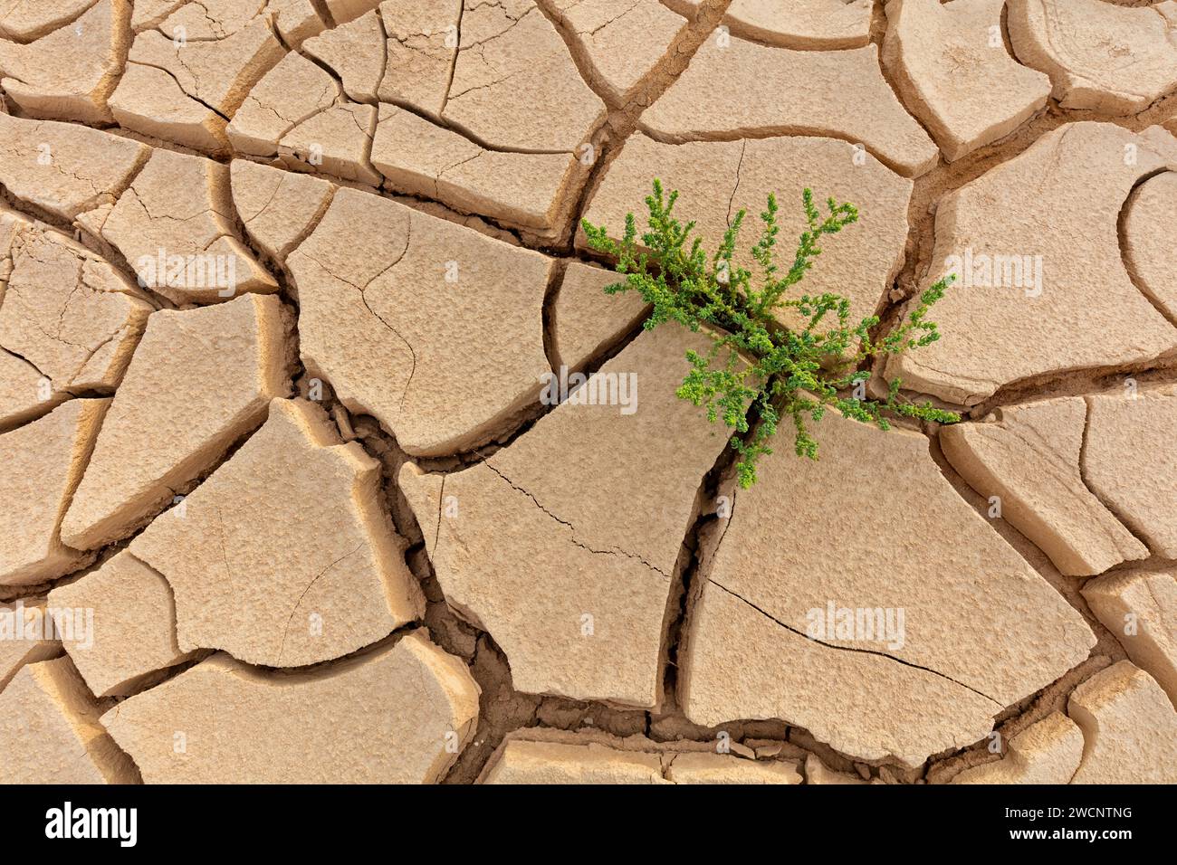 Terra secca in Israele, Medio Oriente, carenza d'acqua, siccità, Israele Foto Stock