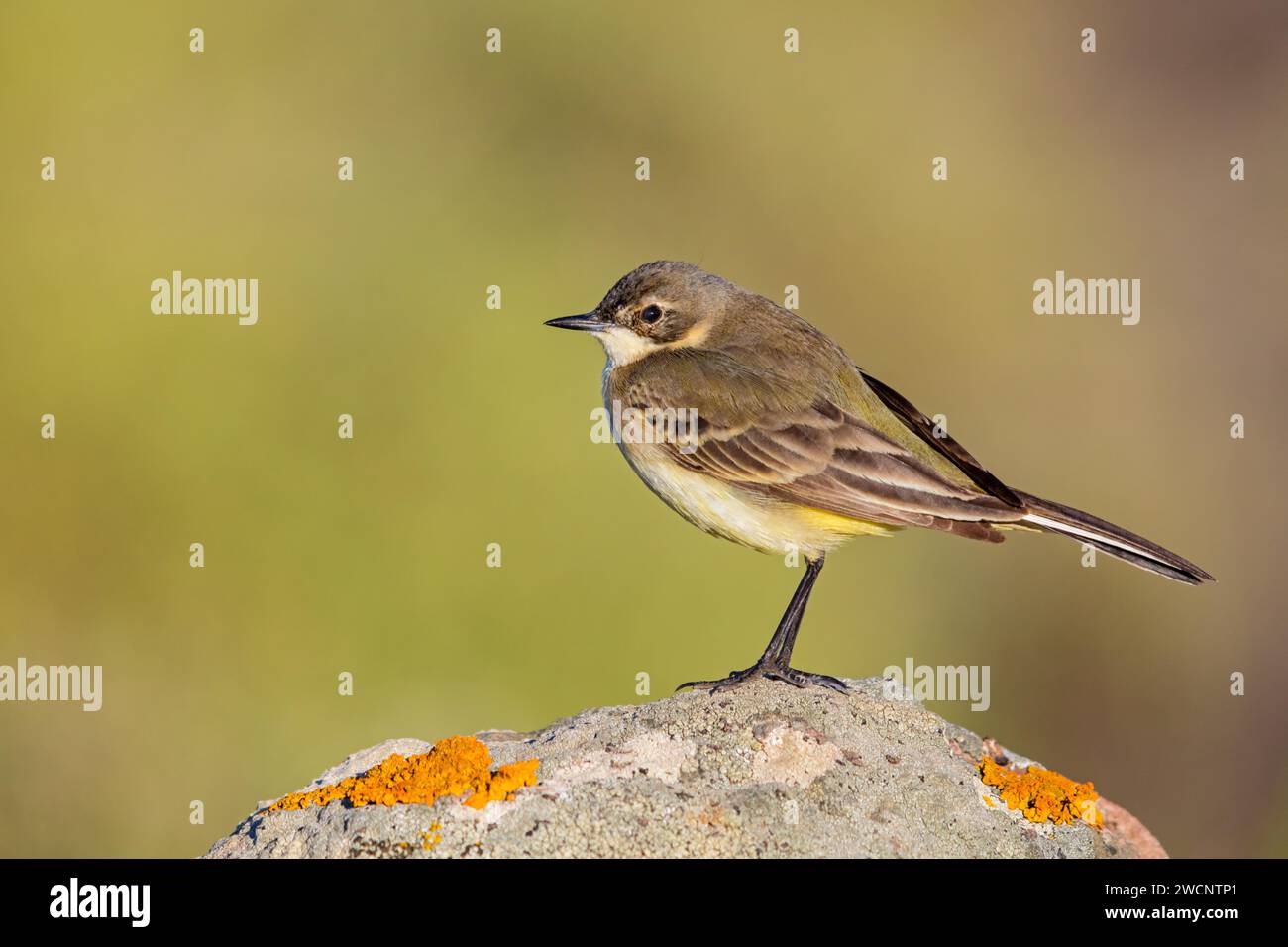 Coda di sciabola mascherata, CMotacilla flava feldeg), Motacilla feldegg, Lesbos, Lesbos Island, Grecia Foto Stock