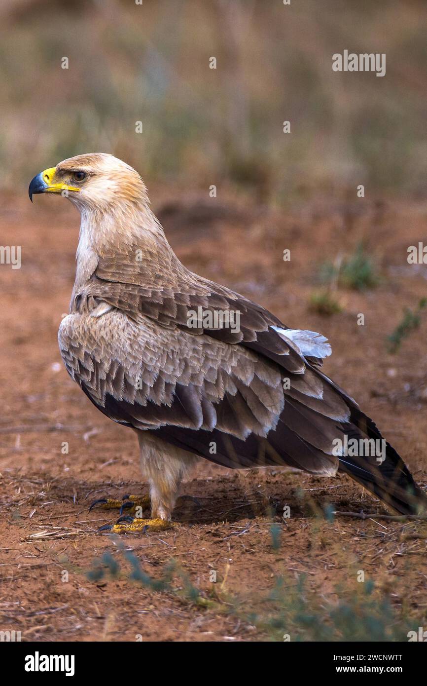 Aquila di Tawny (Aquila rapax), Kenya Foto Stock