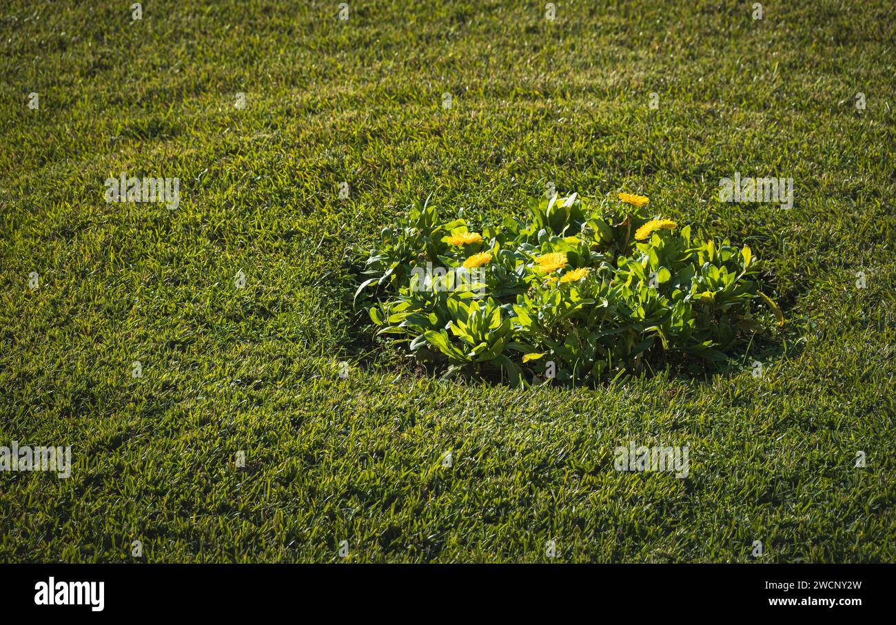 Aiuole nel parco. Cerchio di letto di fiori con erba verde in un parco cittadino. Vista stradale, foto di viaggio, messa a fuoco selettiva. Foto Stock