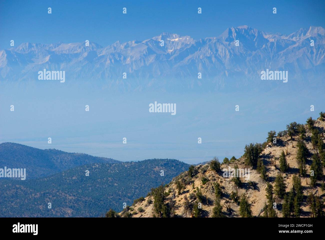 Smog nella valle di Owens da Methuselah Walk National Recreation Trail, Ancient Bristlecone Pine Forest, Inyo National Forest, California Foto Stock