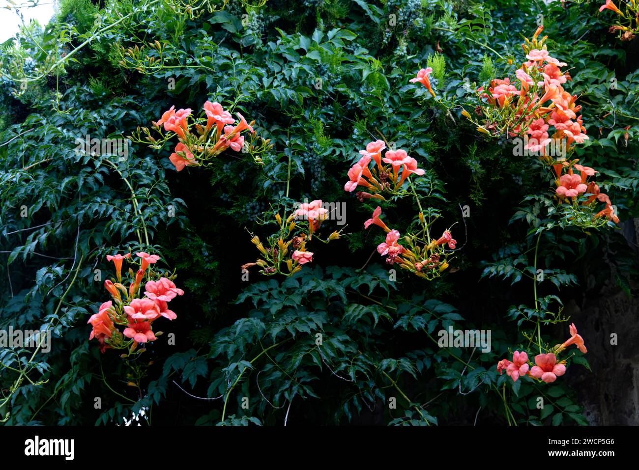 Immagini che catturano rose rosa circondate da foglie verdi lussureggianti Foto Stock