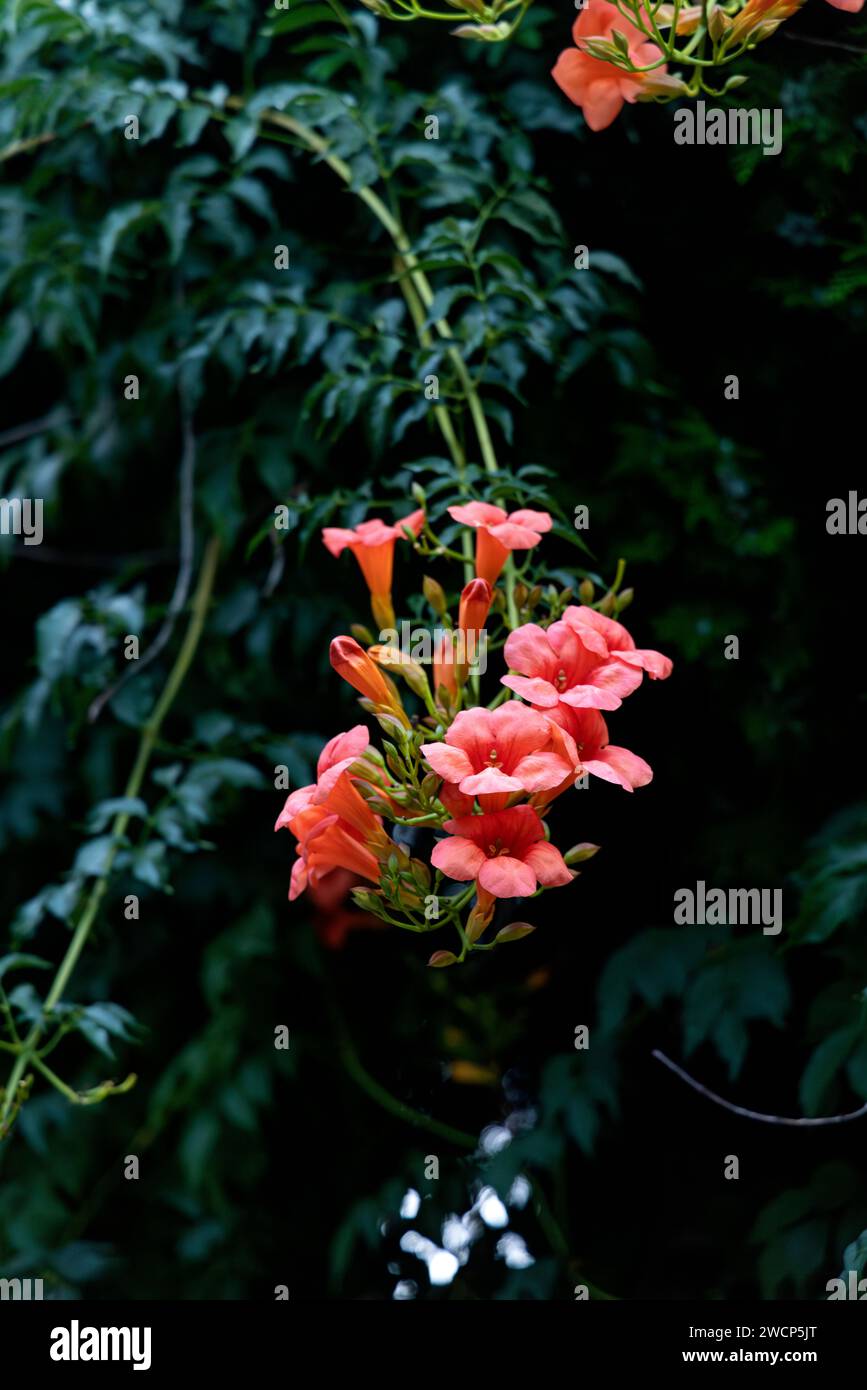 Immagini che catturano rose rosa circondate da foglie verdi lussureggianti Foto Stock