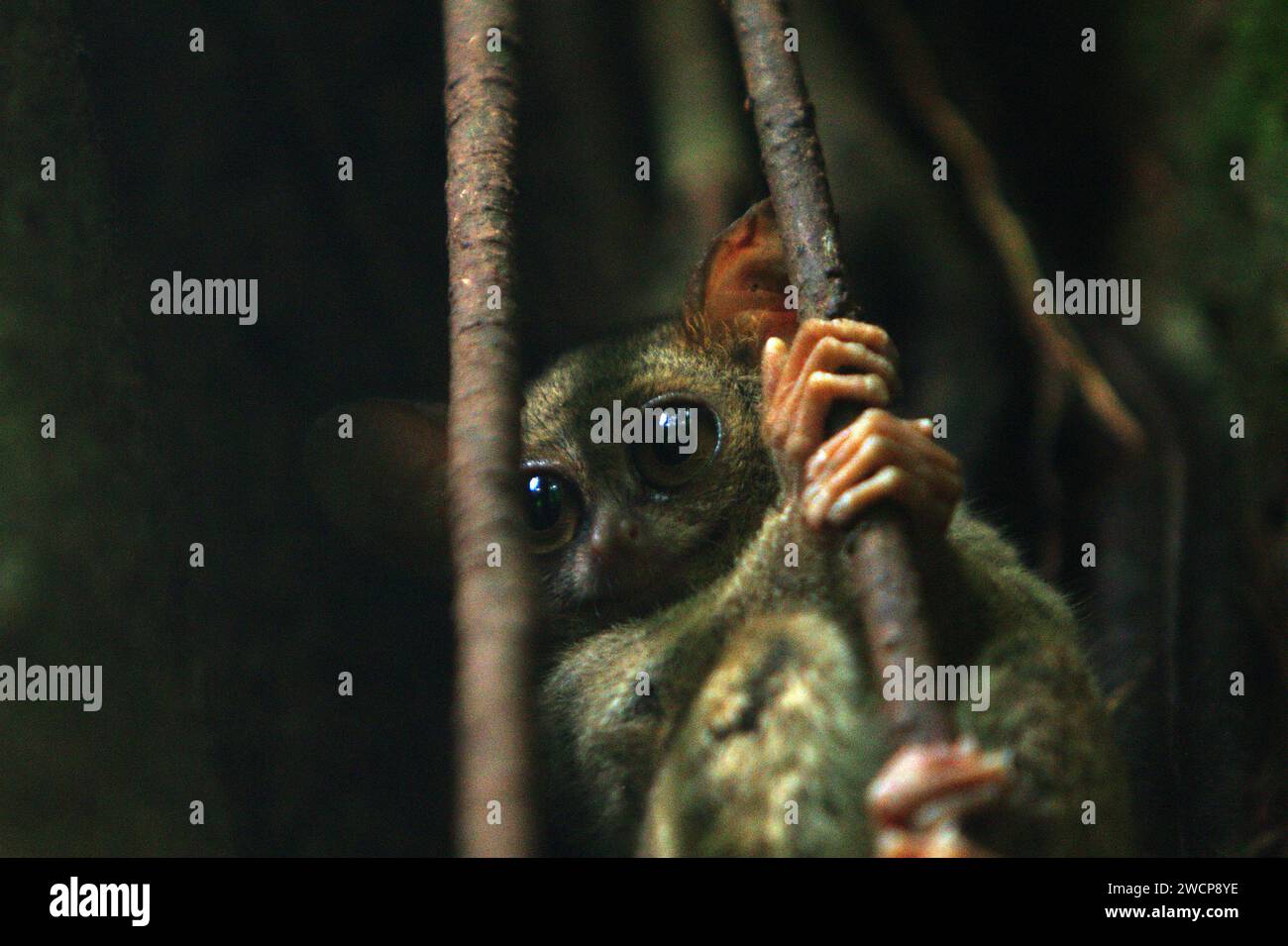 Un tarsier spettrale di Gursky (Tarsius spectrumgurskyae) è visibile in piena luce del giorno sul suo albero nido, un'anomalia di questo primate notturno che vive nella foresta pluviale della riserva naturale di Tangkoko, Sulawesi settentrionale, Indonesia. La conservazione dei primati è una sfida comportamentale e come tale richiede soluzioni comportamentali informate, secondo un team di scienziati guidati da Harry Hilser nel loro articolo del 2023 pubblicato dall'International Journal of Primatology. Ha anche bisogno, hanno scritto, 'Una strategia olistica di istruzione, sviluppo di capacità e conservazione basata sulla comunità attinge da una miscela di intuizioni da... Foto Stock