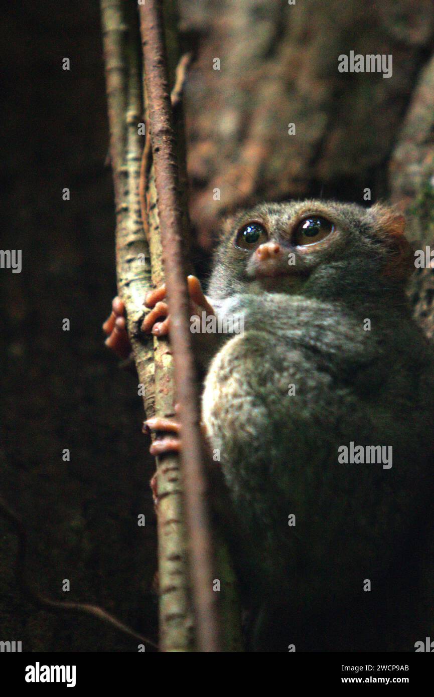 Un tarsier spettrale di Gursky (Tarsius spectrumgurskyae) è visibile in piena luce del giorno sul suo albero nido, un'anomalia di questo primate notturno che vive nella foresta pluviale della riserva naturale di Tangkoko, Sulawesi settentrionale, Indonesia. La conservazione dei primati è una sfida comportamentale e come tale richiede soluzioni comportamentali informate, secondo un team di scienziati guidati da Harry Hilser nel loro articolo del 2023 pubblicato dall'International Journal of Primatology. Ha anche bisogno, hanno scritto, 'Una strategia olistica di istruzione, sviluppo di capacità e conservazione basata sulla comunità attinge da una miscela di intuizioni da... Foto Stock