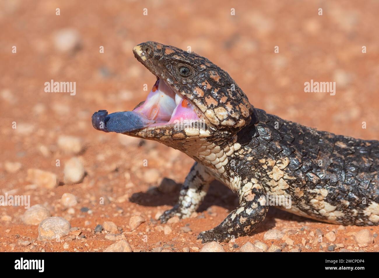 Uno Shingleback (Tiliqua rugosa) in una postura di minaccia con bocca aperta e lingua blu fuori, Nullarbor, Australia Occidentale, WA, Australia Foto Stock