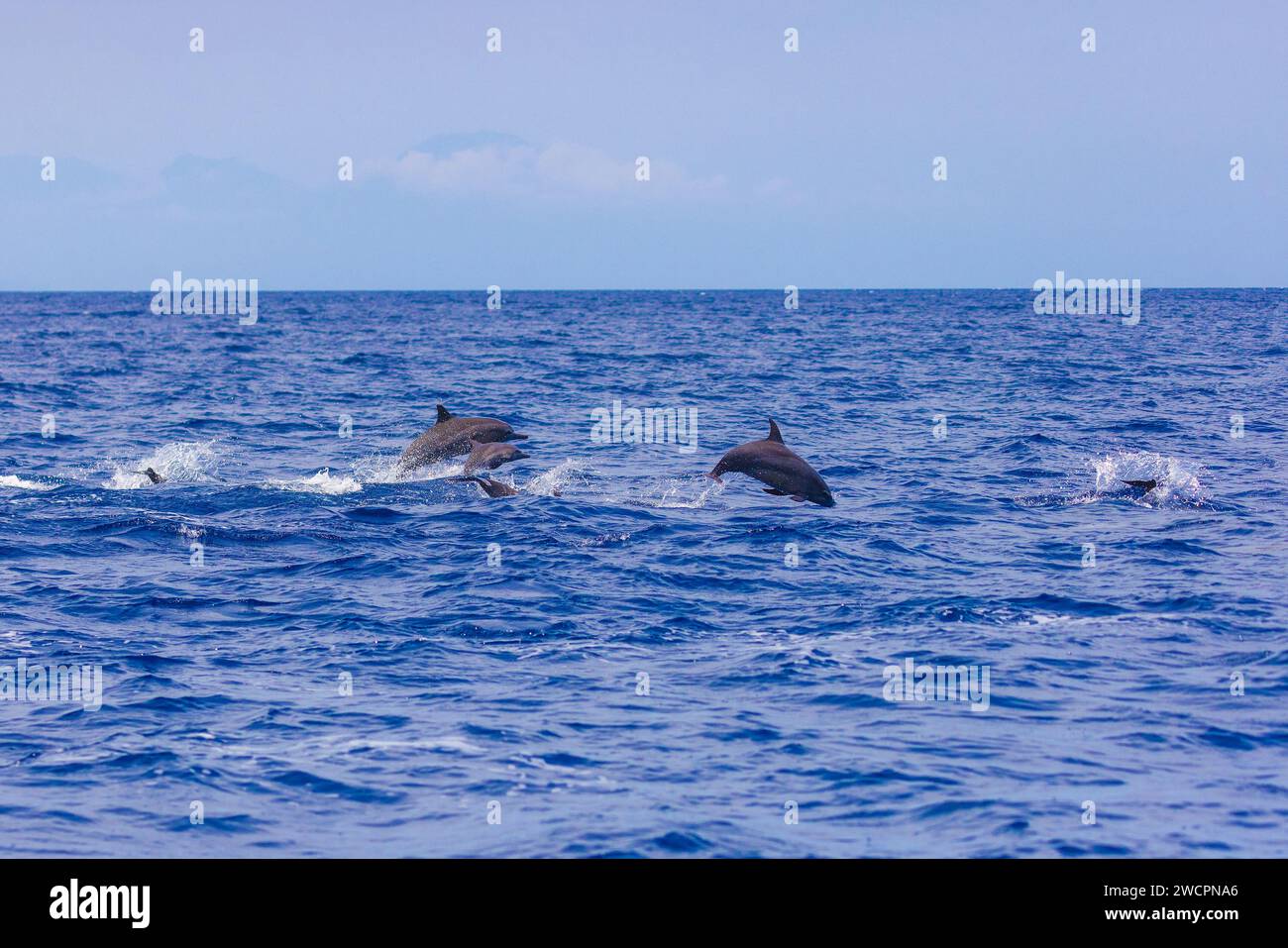 Delfini nel mare vicino a Lovina, Bali, Indonesia Foto Stock