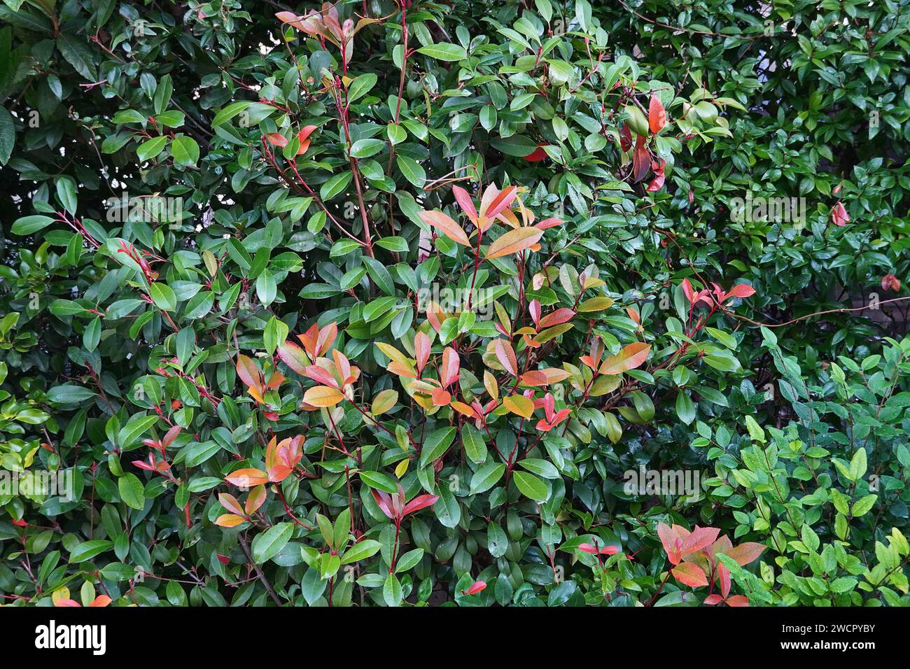 Foglie rosse e verdi di una siepe rossa di robin photinia fraseri, dopo la pioggia Foto Stock