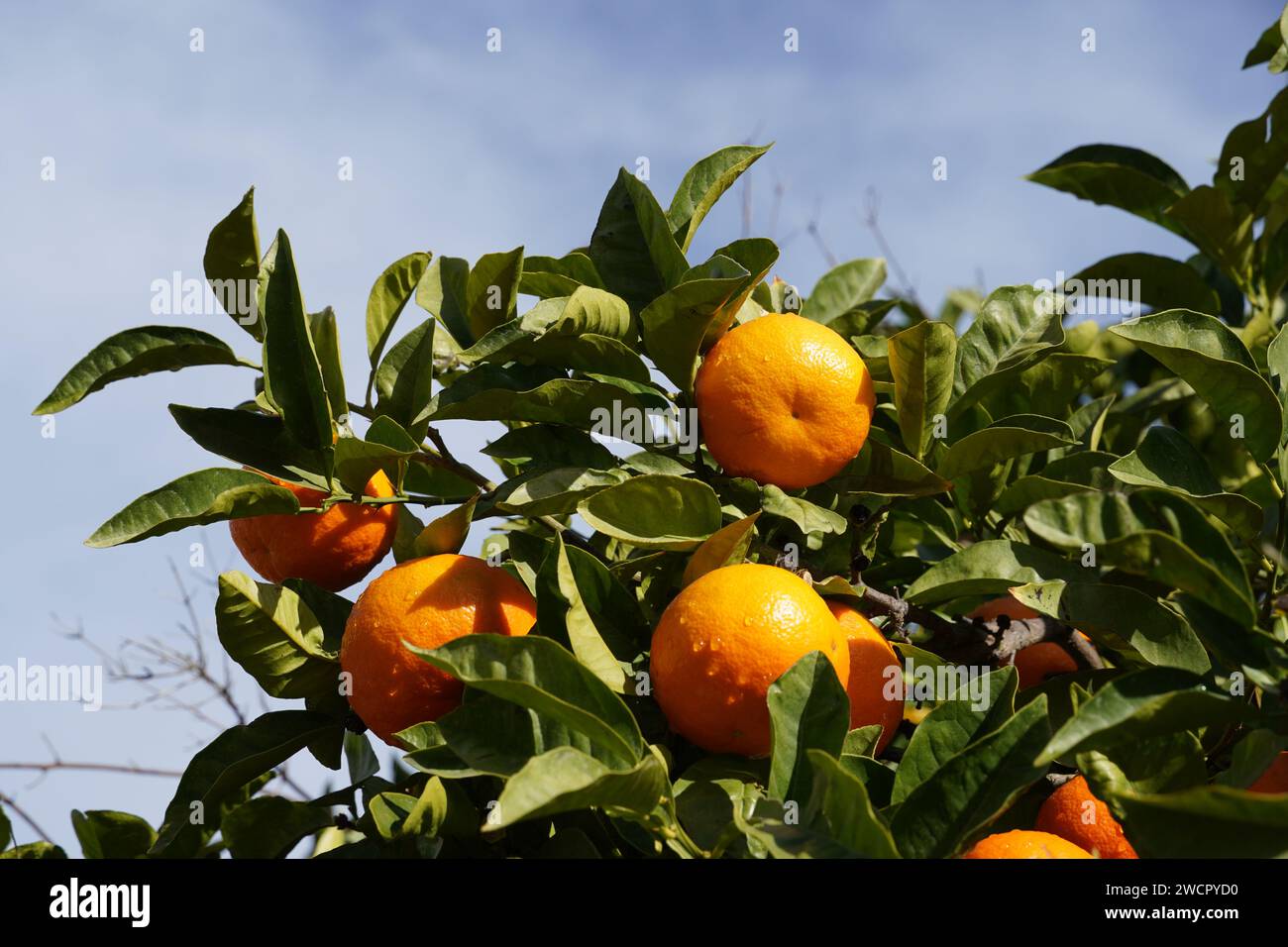 Arancia amara, o Citrus aurantium, frutto su un albero Foto Stock