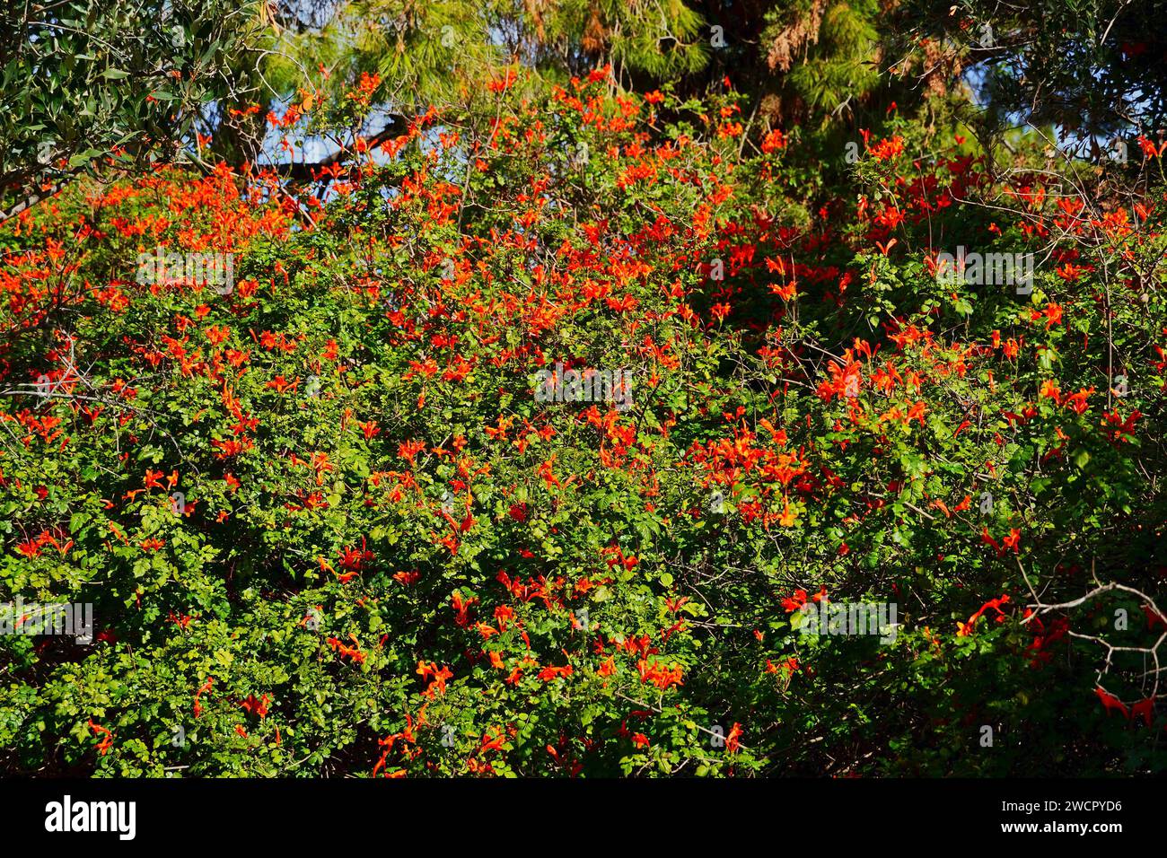 Caprifoglio del Capo o arbusto di Tecoma capensis con fiori di colore rosso arancio a Glyfada, Attica, Grecia Foto Stock