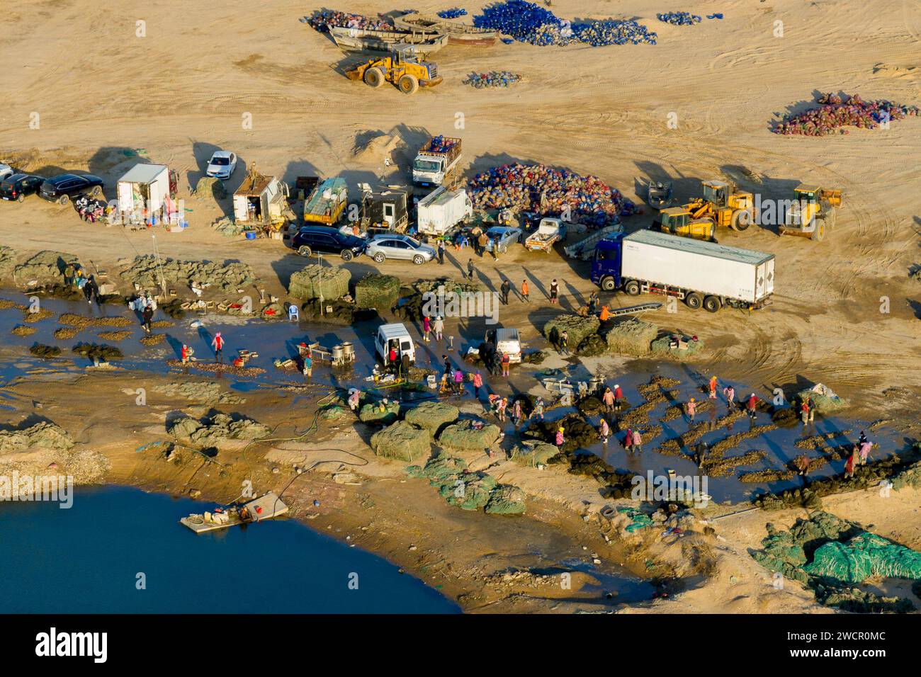 QINGDAO, CINA - 15 GENNAIO 2024 - gli agricoltori di ostriche selezionano le ostriche per il mercato nella costa occidentale nuovo distretto di Qingdao, provincia di Shandong, Cina, Janu Foto Stock