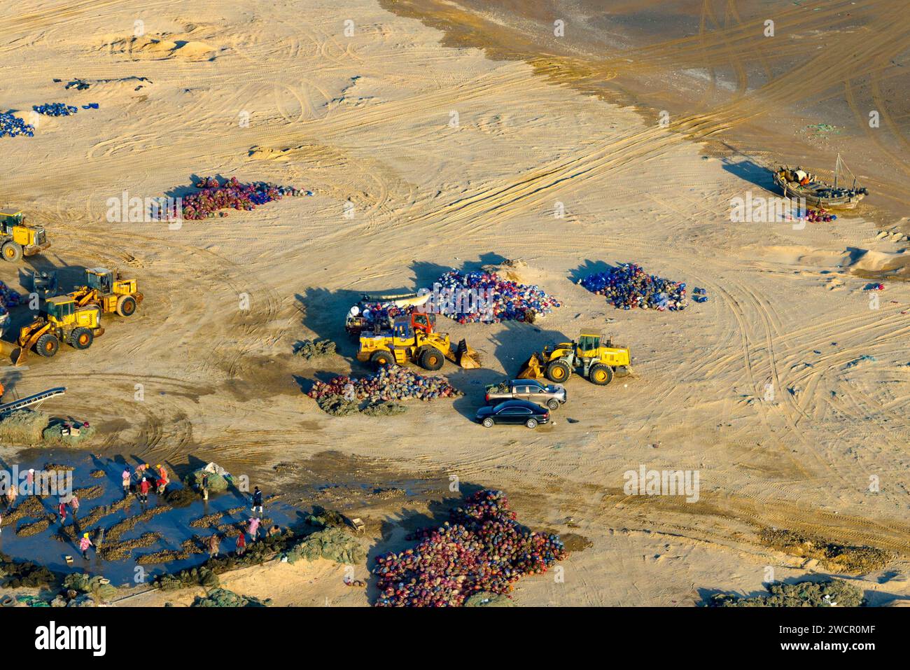 QINGDAO, CINA - 15 GENNAIO 2024 - gli agricoltori di ostriche selezionano le ostriche per il mercato nella costa occidentale nuovo distretto di Qingdao, provincia di Shandong, Cina, Janu Foto Stock