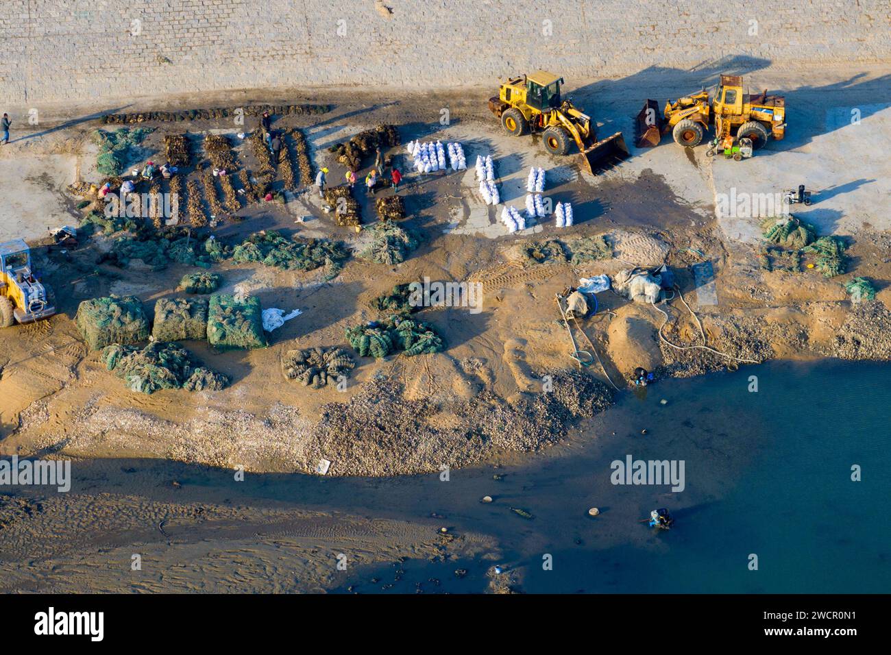 QINGDAO, CINA - 15 GENNAIO 2024 - gli agricoltori di ostriche selezionano le ostriche per il mercato nella costa occidentale nuovo distretto di Qingdao, provincia di Shandong, Cina, Janu Foto Stock