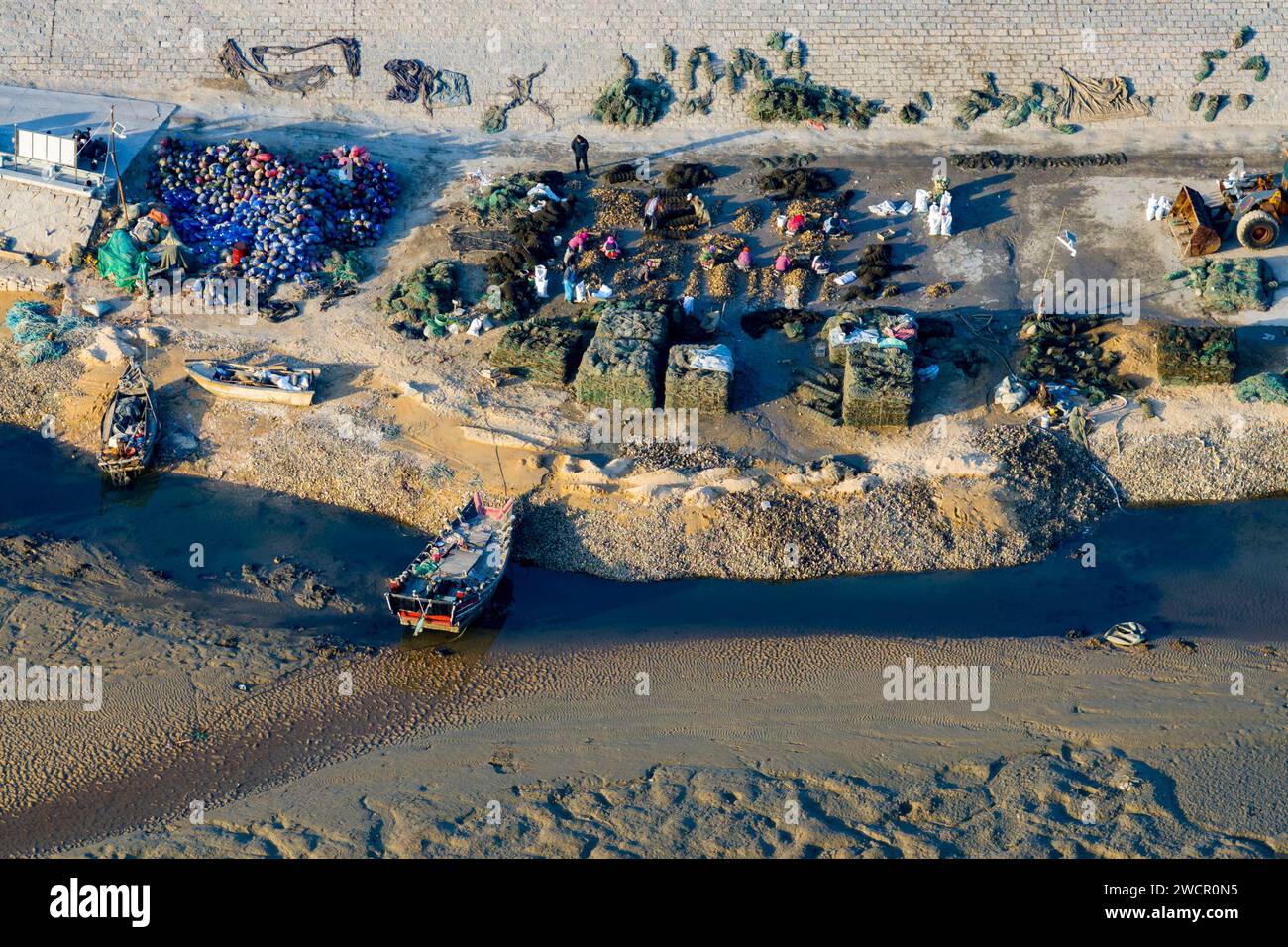 QINGDAO, CINA - 15 GENNAIO 2024 - gli agricoltori di ostriche selezionano le ostriche per il mercato nella costa occidentale nuovo distretto di Qingdao, provincia di Shandong, Cina, Janu Foto Stock