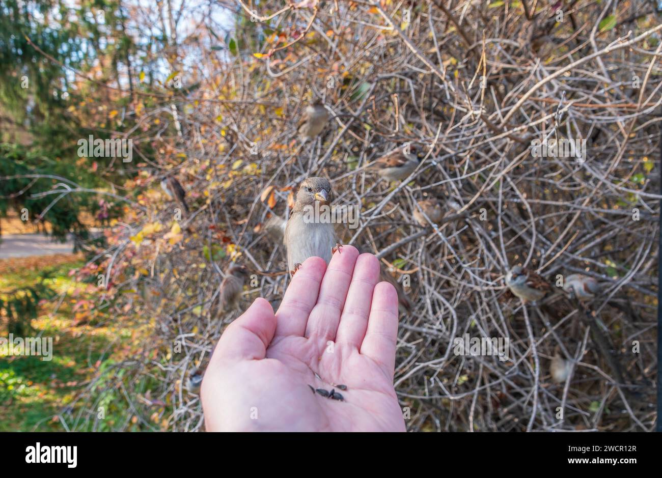 Sparrow mangia semi dalla mano di un uomo. Un uccello Sparrow seduto sulla mano e mangiare noci. Foto Stock