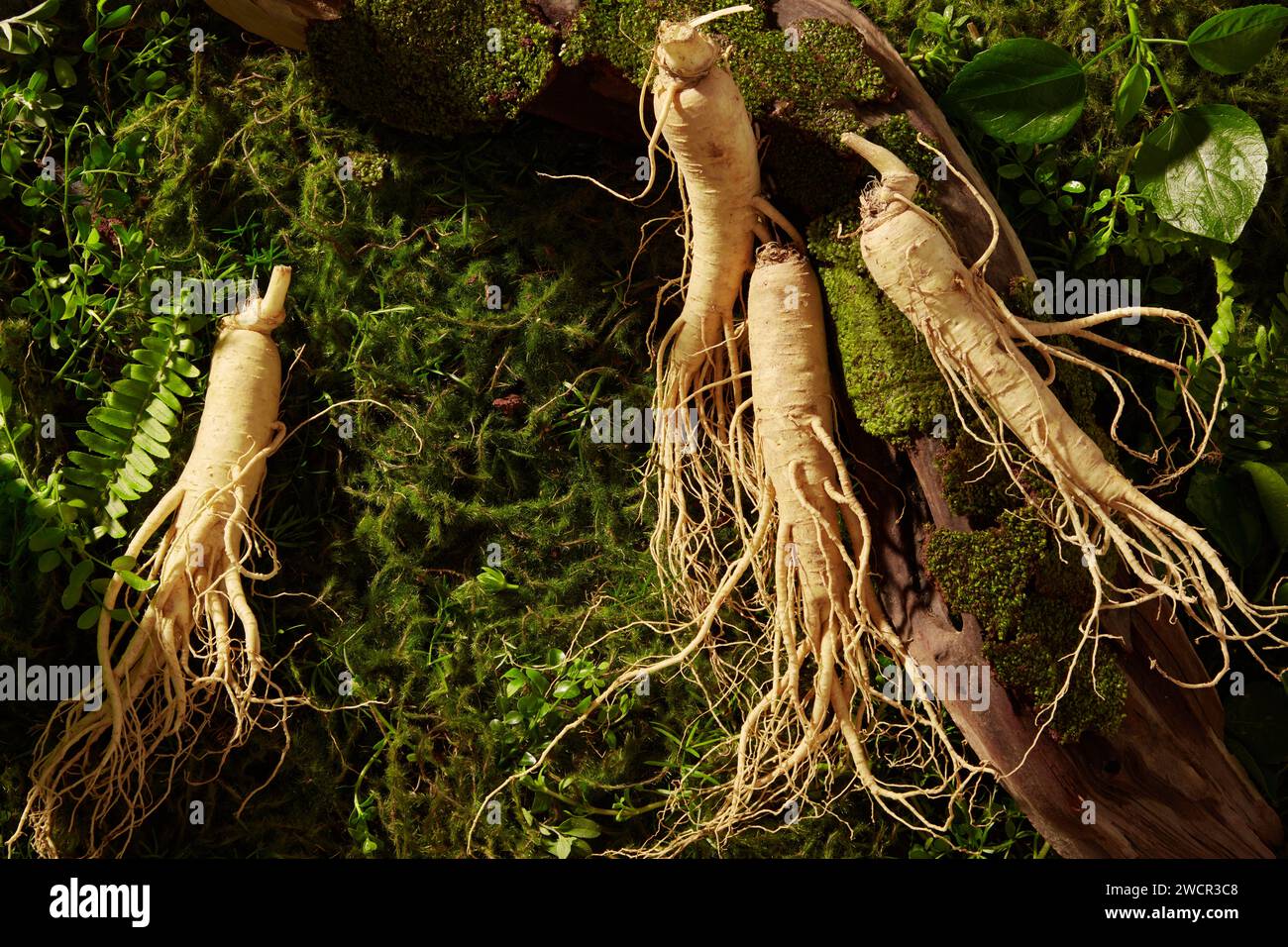 Vista dalla cima di diverse radici di ginseng decorate sull'erba con un ramo d'albero. Il ginseng (Panax ginseng) contiene antiossidanti che possono ridursi in Foto Stock